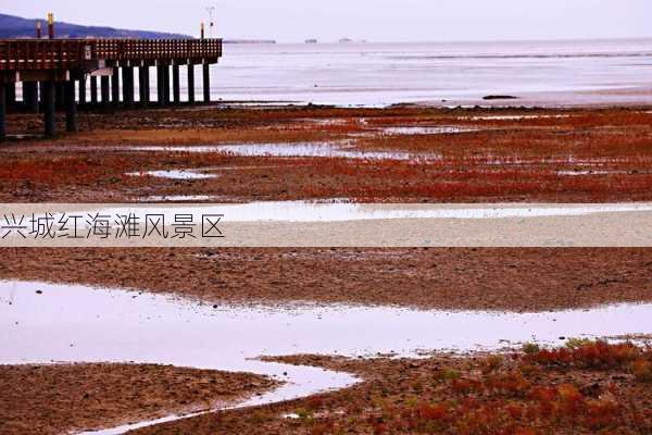 兴城红海滩风景区