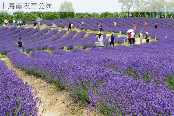 上海薰衣草公园