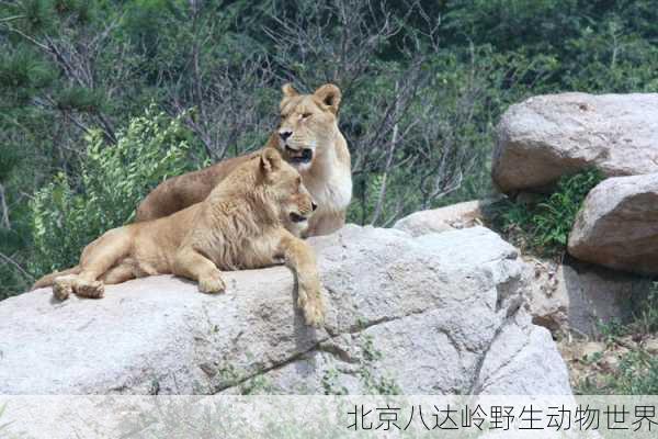 北京八达岭野生动物世界