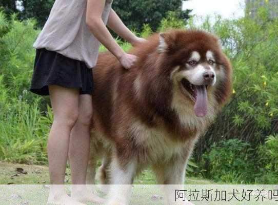 阿拉斯加犬好养吗