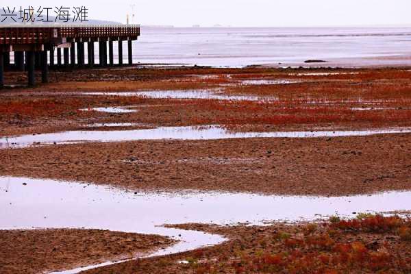 兴城红海滩