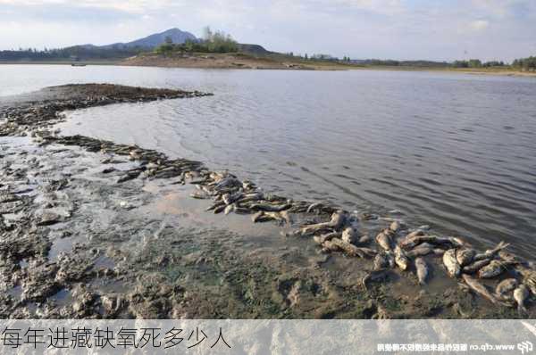 每年进藏缺氧死多少人