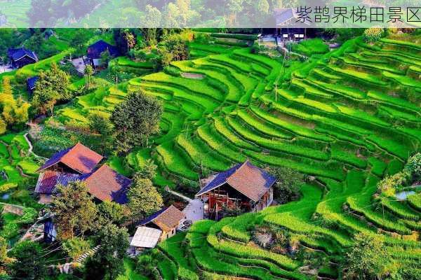 紫鹊界梯田景区