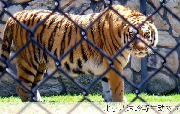 北京八达岭野生动物园