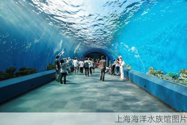 上海海洋水族馆图片