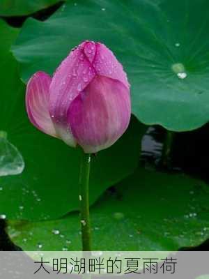 大明湖畔的夏雨荷