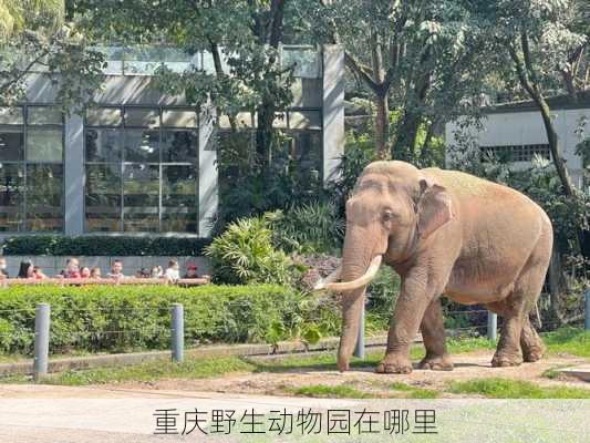 重庆野生动物园在哪里