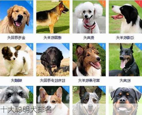 十大聪明犬排名