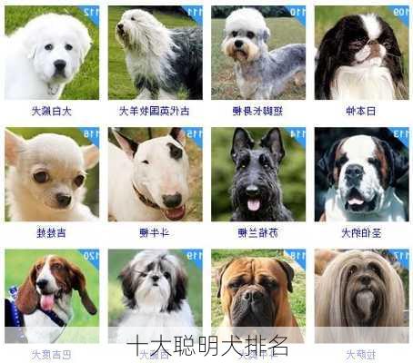 十大聪明犬排名