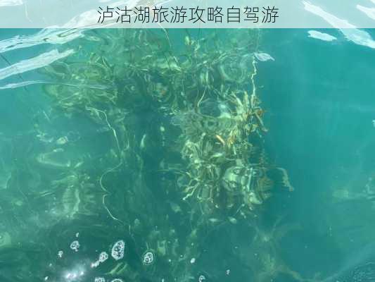 泸沽湖旅游攻略自驾游