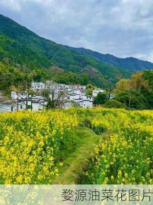 婺源油菜花图片