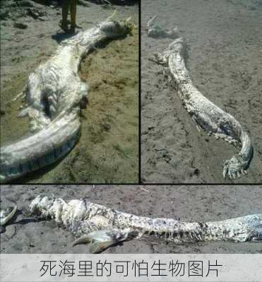 死海里的可怕生物图片