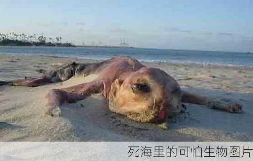 死海里的可怕生物图片