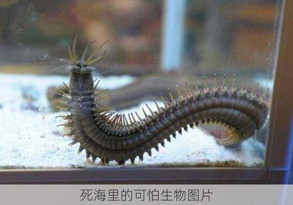 死海里的可怕生物图片